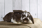 Lop Rabbit