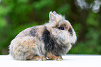 lion-headed dwarf rabbit