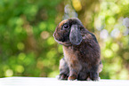 floppy-eared rabbit