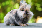 lion-headed dwarf rabbit