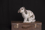 rabbit in studio