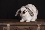 rabbit in studio