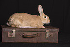 rabbit in studio