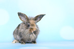 young rabbit