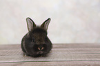 young rabbit