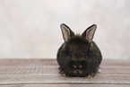 young rabbit