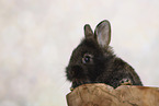 young rabbit