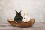 young rabbits