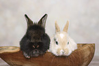 young rabbits