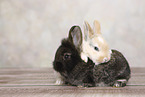 young rabbits