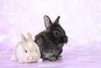 young rabbits