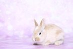 young rabbit