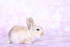 young rabbit