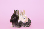 young rabbits