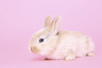 young rabbit
