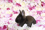 young rabbit