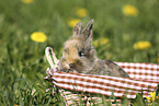 young rabbit