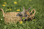 young rabbit