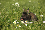 young rabbit