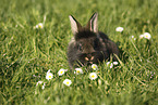 young rabbit