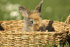 young rabbit