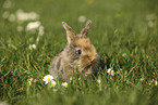 young rabbit