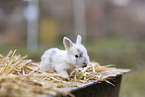 young rabbit