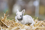 young rabbit