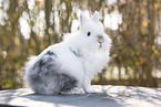 young rabbit