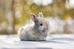 young rabbit