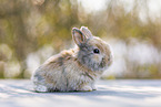 young rabbit