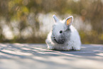 young rabbit