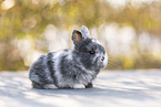 young rabbit