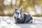 young rabbit