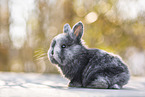 young rabbit