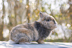 young rabbit