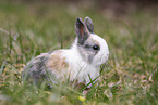 young rabbit