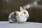 young rabbit