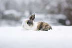 young rabbit