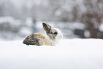 young rabbit