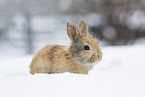 young rabbit