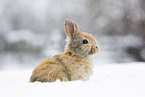 young rabbit