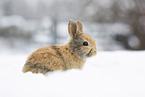 young rabbit