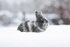 young rabbit