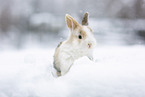 young rabbit