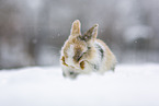 young rabbit