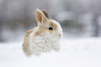 young rabbit