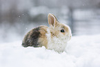 young rabbit