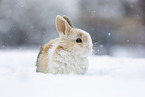 young rabbit