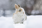 young rabbit